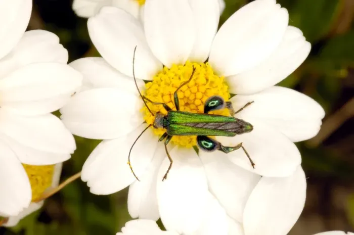 Gerahmter Druck : Odyssea auf der Blume Gerahmter Druck : Odyssea auf der Blume
