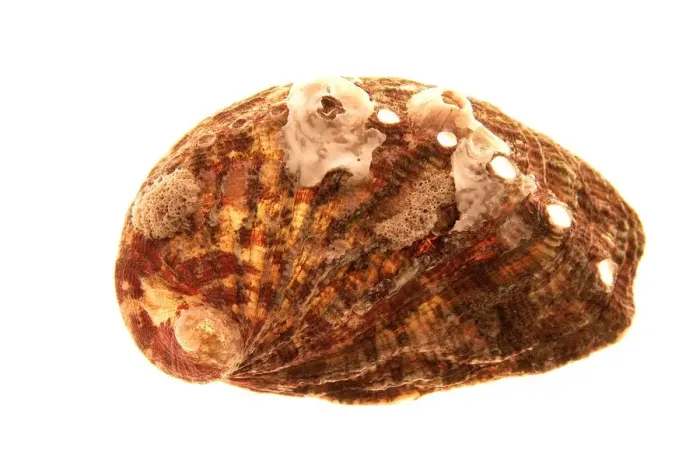 Gerahmter Druck : Shell Gerahmter Druck : Shell