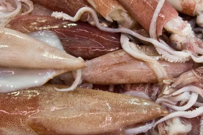 Gerahmter Druck : Squids Gerahmter Druck : Squids