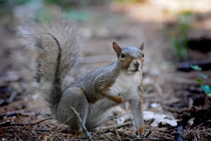 Gerahmter Druck : Squirrel Gerahmter Druck : Squirrel