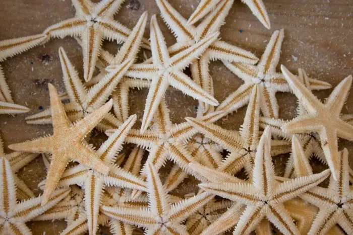 Gerahmter Druck : Starfishes Gerahmter Druck : Starfishes