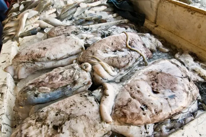 Gerahmter Druck : Squid