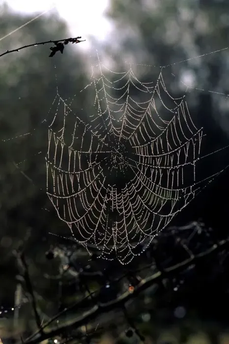 Gerahmter Druck : Cobweb Gerahmter Druck : Cobweb