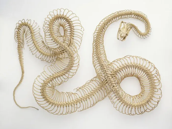 Gerahmter Druck : Python-Skelett Gerahmter Druck : Python-Skelett