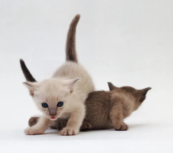 Gerahmter Druck : Siamesis Katzen spielen Gerahmter Druck : Siamesis Katzen spielen