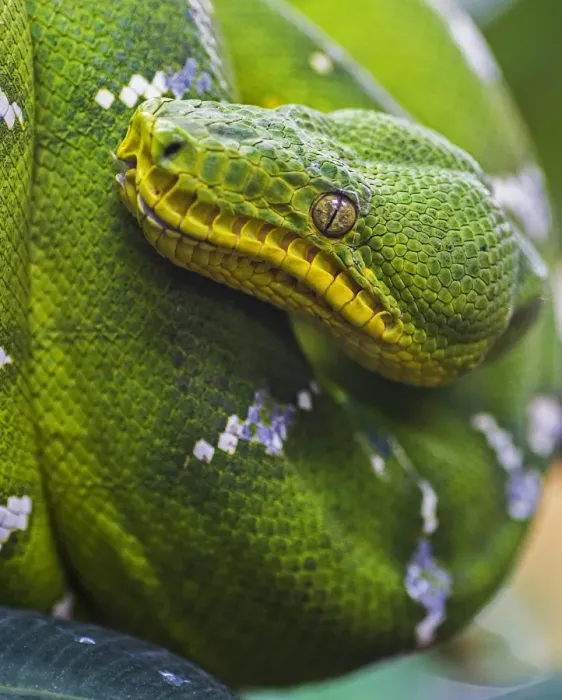 Gerahmter Druck : Grüner Baumschlangenpython Gerahmter Druck : Grüner Baumschlangenpython