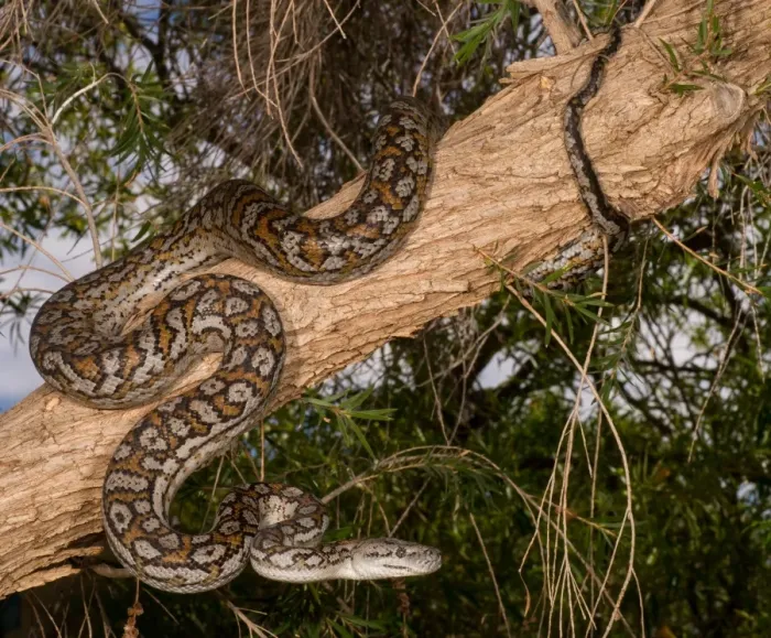 Gerahmter Druck : Murray-Darling-Teppichpython Gerahmter Druck : Murray-Darling-Teppichpython