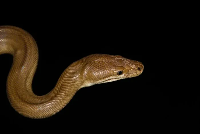 Gerahmter Druck : Oliven Python