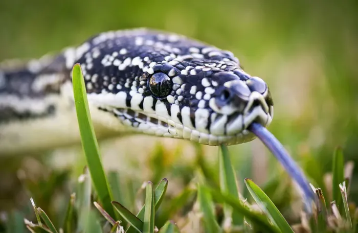 Gerahmter Druck : Python auf Gras Gerahmter Druck : Python auf Gras