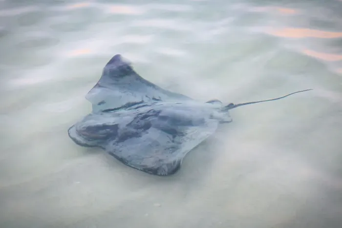 Gerahmter Druck : Stingray. Riesenschildchse schwimmt ruhig auf sanften Wellen Gerahmter Druck : Stingray. Riesenschildchse schwimmt ruhig auf sanften Wellen