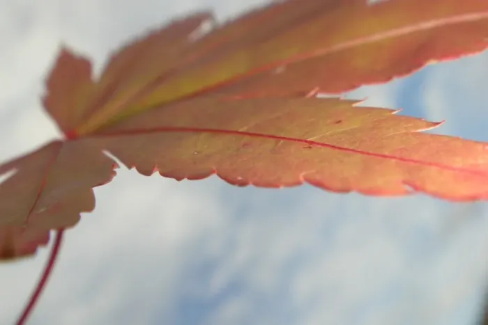 Gerahmter Druck : Herbstlaub in der Luft Gerahmter Druck : Herbstlaub in der Luft