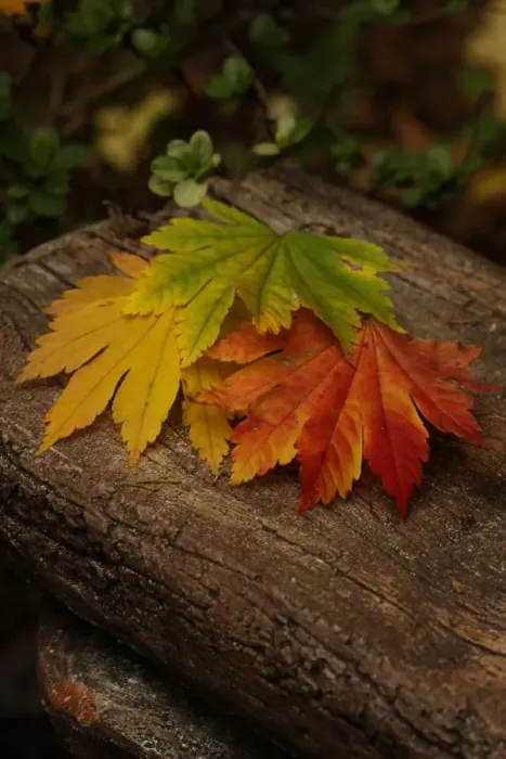 Gerahmter Druck : Herbstlaub auf Baumstamm Gerahmter Druck : Herbstlaub auf Baumstamm