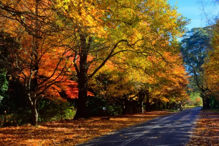 Gerahmter Druck : Herbstbaumreihen Straße Gerahmter Druck : Herbstbaumreihen Straße
