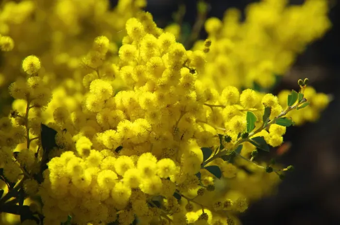 Gerahmter Druck : Goldener Wattleschmetterling im Blütenstand