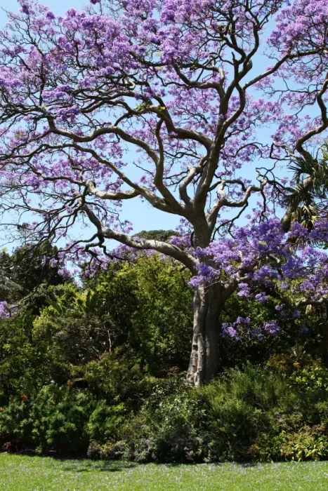 Gerahmter Druck : Trees. Australische Ansichten zur Pflanzenkunde: Bäume Gerahmter Druck : Trees. Australische Ansichten zur Pflanzenkunde: Bäume