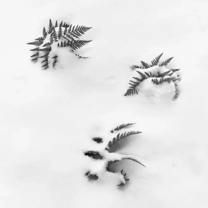 Gerahmter Druck : Fern und Schnee Gerahmter Druck : Fern und Schnee