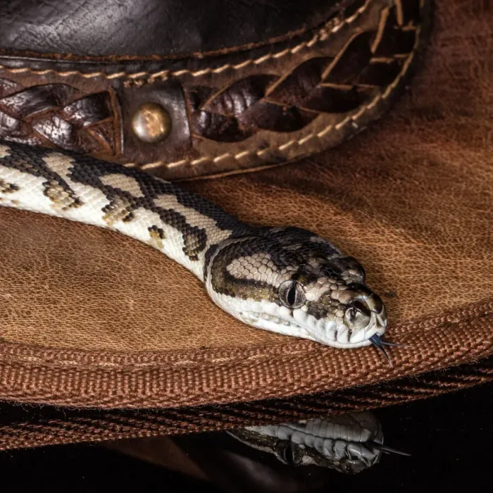 Gerahmter Druck : Snake. Der Teppichpython bewegt sich um einen Hut im Studio Gerahmter Druck : Snake. Der Teppichpython bewegt sich um einen Hut im Studio