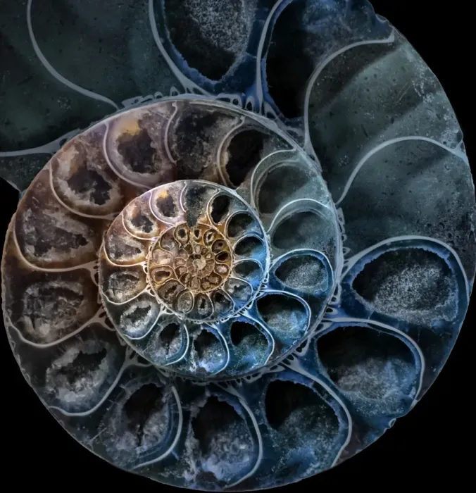 Gerahmter Druck : Ammonite 3 Gerahmter Druck : Ammonite 3