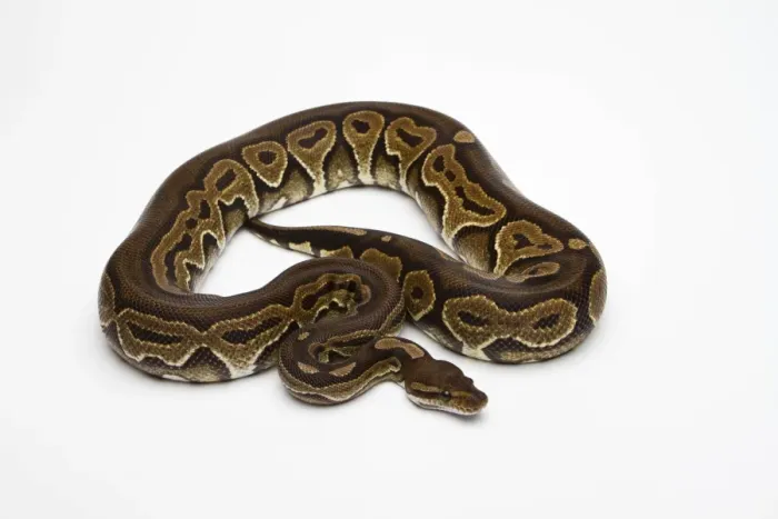 Gerahmter Druck : Schwarzes Pastell-Python oder Königssnake (Python regius) Gerahmter Druck : Schwarzes Pastell-Python oder Königssnake (Python regius)