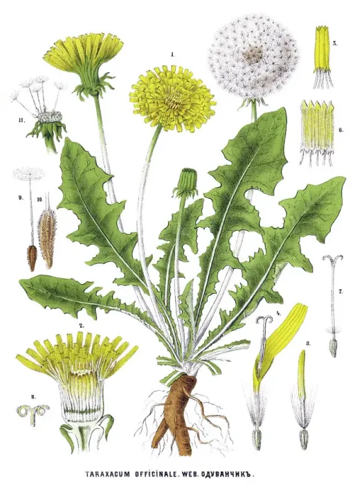 Gerahmter Druck : dandelion. Altillustration einer medizinischen und pflanzlichen Pflanzenwelt