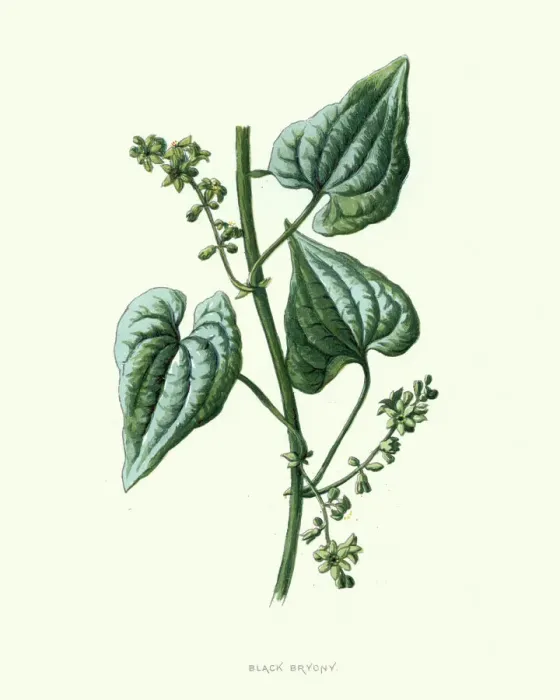 Gerahmter Druck : Dioscorea communis, schwarzer Weinbergschlangenbeerenblütendruck Gerahmter Druck : Dioscorea communis, schwarzer Weinbergschlangenbeerenblütendruck