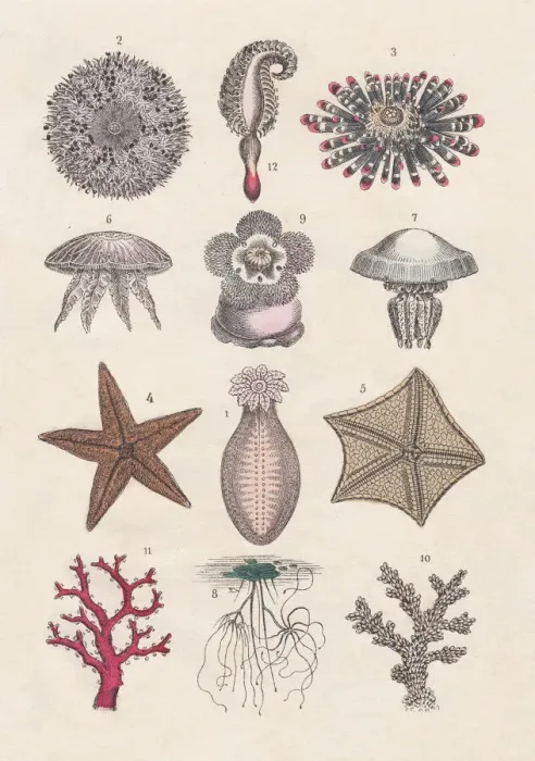 Gerahmter Druck : Echinodermen, Quallen und Cnidarien, hand-kolorierter Lithographie, veröffentlicht 1880. Gerahmter Druck : Echinodermen, Quallen und Cnidarien, hand-kolorierter Lithographie, veröffentlicht 1880.