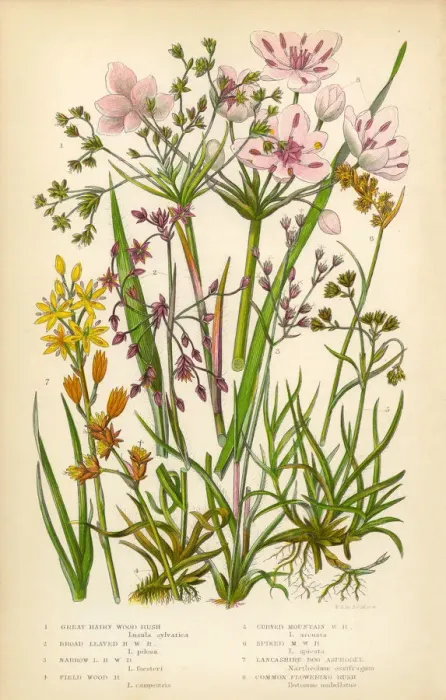 Gerahmter Druck : Blütendrüsenfarn (Juncus effuss), Drüsenfarn (Juncaceae), illustrierte Viktorianische Blumenzeichnung Gerahmter Druck : Blütendrüsenfarn (Juncus effuss), Drüsenfarn (Juncaceae), illustrierte Viktorianische Blumenzeichnung