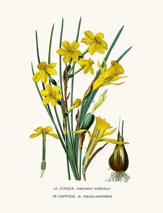 Gerahmter Druck : Jonquille und Narzissus, Tulpe Gerahmter Druck : Jonquille und Narzissus, Tulpe