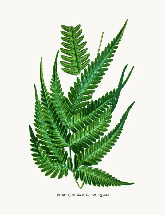 Gerahmter Druck : Pteris ferne