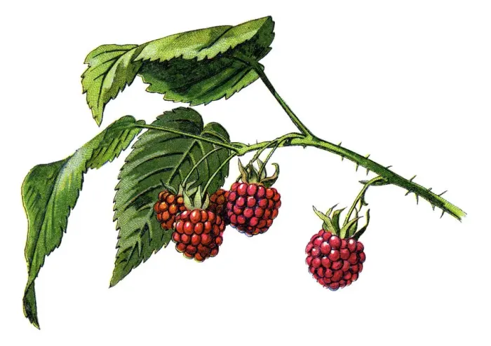 Gerahmter Druck : Raspberry. Altillustration einer medizinischen und pflanzlichen Pflanzenwelt Gerahmter Druck : Raspberry. Altillustration einer medizinischen und pflanzlichen Pflanzenwelt