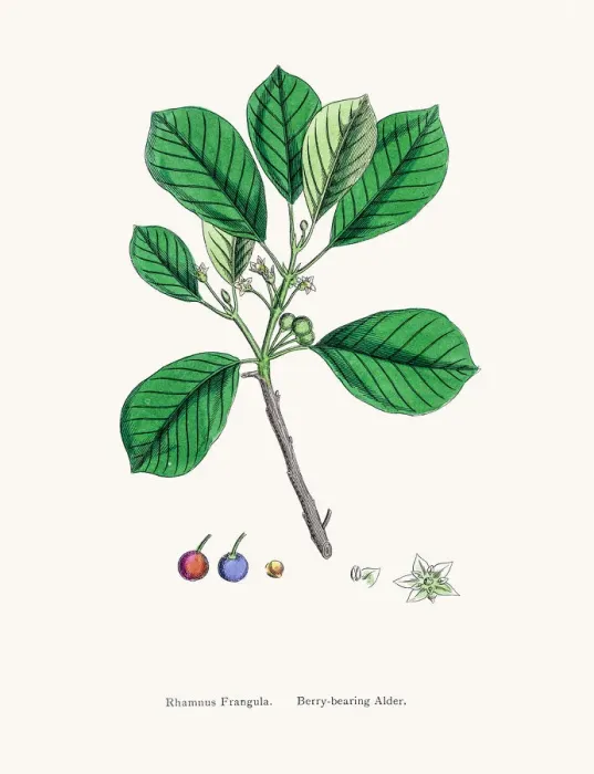 Gerahmter Druck : Rhamnus frangula Gerahmter Druck : Rhamnus frangula