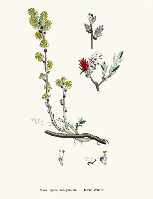 Gerahmter Druck : Weidenbaum