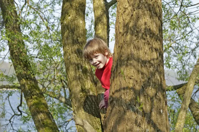 Gerahmter Druck : Junge klettert in einen Baum Gerahmter Druck : Junge klettert in einen Baum