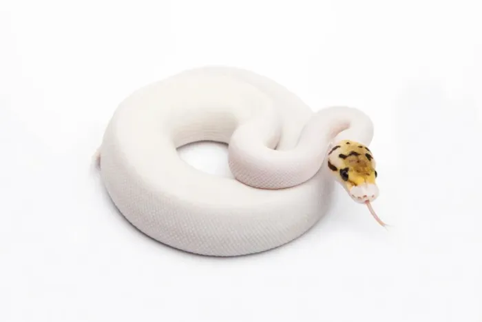 Gerahmter Druck : Bienenbiene Piebald Ball-Python oder Königssnake, weiblich -Python regius- Gerahmter Druck : Bienenbiene Piebald Ball-Python oder Königssnake, weiblich -Python regius-
