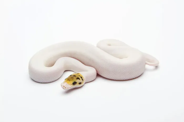 Gerahmter Druck : Bienenbiene piebaldes Ballpython oder Königssnake, weiblich -Python regius- Gerahmter Druck : Bienenbiene piebaldes Ballpython oder Königssnake, weiblich -Python regius-