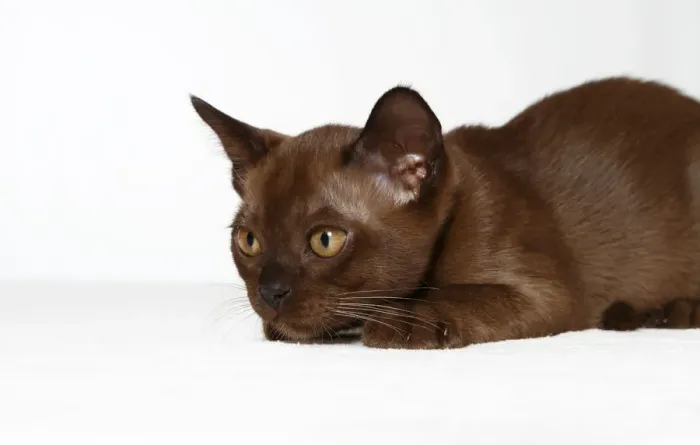 Gerahmter Druck : Burmesische Katze, 10 Wochen Gerahmter Druck : Burmesische Katze, 10 Wochen