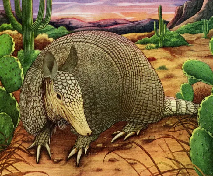 Gerahmter Druck : Ein Armadillo in der Wüste Gerahmter Druck : Ein Armadillo in der Wüste