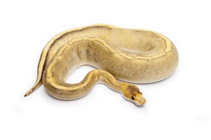 Gerahmter Druck : Calico Champagner-Python oder Königsschlangenpiano weiblich Gerahmter Druck : Calico Champagner-Python oder Königsschlangenpiano weiblich
