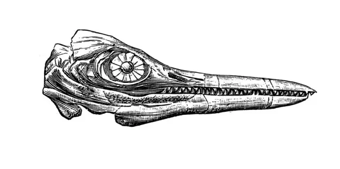 Gerahmter Druck : Chthysaurusch Platydontus Gerahmter Druck : Chthysaurusch Platydontus