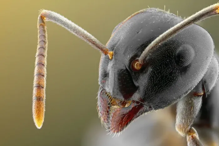 Gerahmter Druck : Enge Aufnahme eines Ants Gerahmter Druck : Enge Aufnahme eines Ants