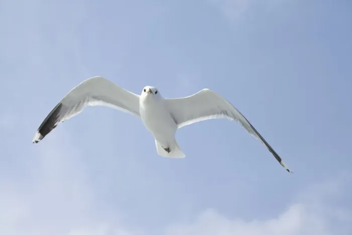 Gerahmter Druck : Gewöhnlicher Läufer (Larus canus) Gerahmter Druck : Gewöhnlicher Läufer (Larus canus)