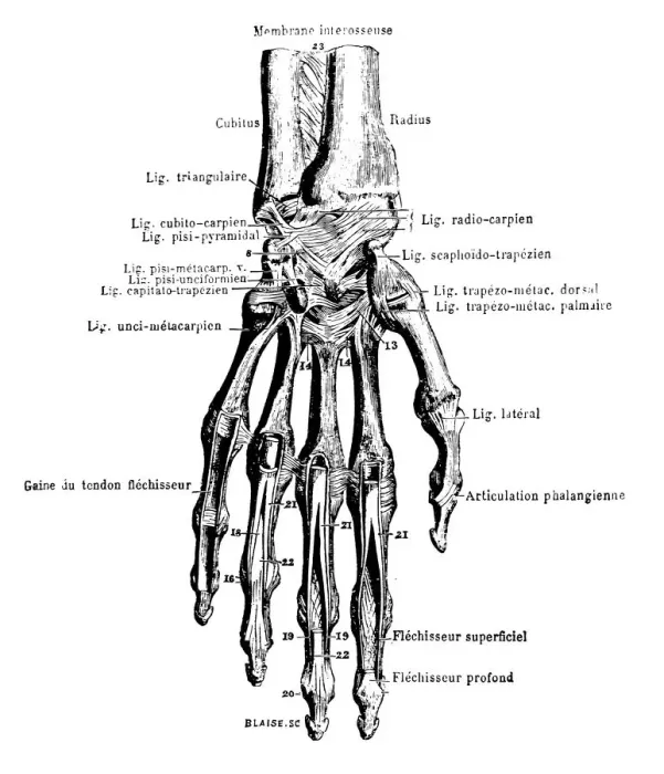 Gerahmter Druck : Knochenhands Gerahmter Druck : Knochenhands