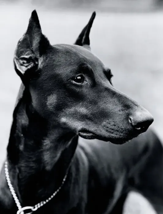 Gerahmter Druck : Deutscher Pinscher Dobermann Gerahmter Druck : Deutscher Pinscher Dobermann