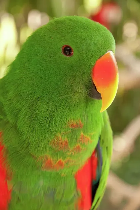 Gerahmter Druck : Der Eclectus-Paarke (Ecclesius parotoides), Porträt, Gefangener, Bali Gerahmter Druck : Der Eclectus-Paarke (Ecclesius parotoides), Porträt, Gefangener, Bali