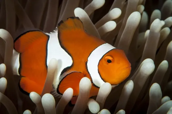 Gerahmter Druck : Falsche Klownfisch Gerahmter Druck : Falsche Klownfisch