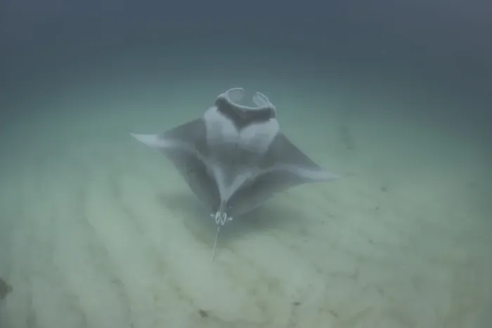 Gerahmter Druck : Geister-Manta Gerahmter Druck : Geister-Manta