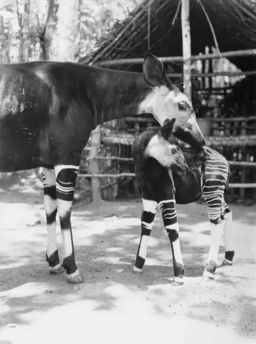 Gerahmter Druck : Gestreifte Okapi Gerahmter Druck : Gestreifte Okapi