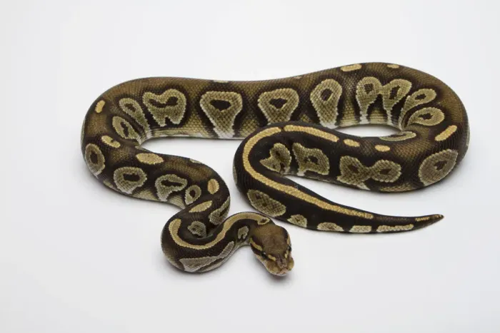 Gerahmter Druck : Hypo schwarzer Kopfschmuck Hutze Albinus Blass-Python oder Königssnake, männlich-Regenbogenpython,-Python regius,,Mann Gerahmter Druck : Hypo schwarzer Kopfschmuck Hutze Albinus Blass-Python oder Königssnake, männlich-Regenbogenpython,-Python regius,,Mann
