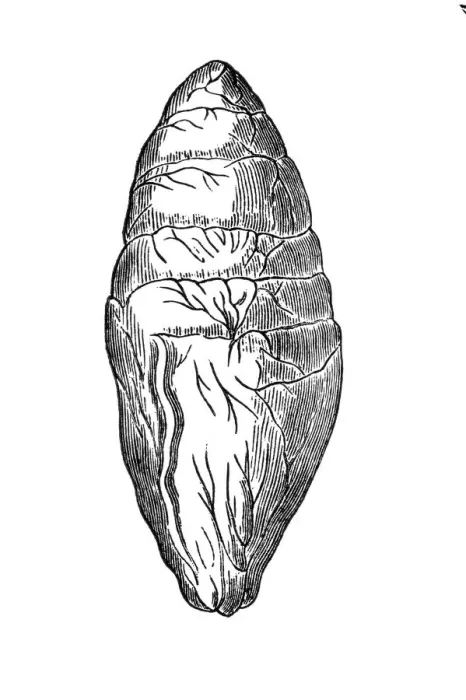Gerahmter Druck : Fossile Ei des Ichthyosauruses Gerahmter Druck : Fossile Ei des Ichthyosauruses