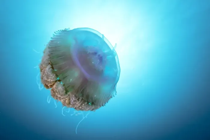 Gerahmter Druck : Jellyfish. Riesenquallen auf dem Großen Barriere reef Gerahmter Druck : Jellyfish. Riesenquallen auf dem Großen Barriere reef